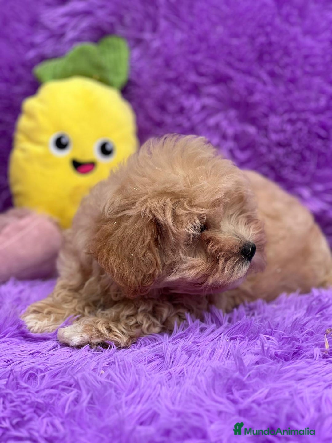 Maltipoo perros en venta: MALTIPOO TOY DISPONIBLES - Imagen 2