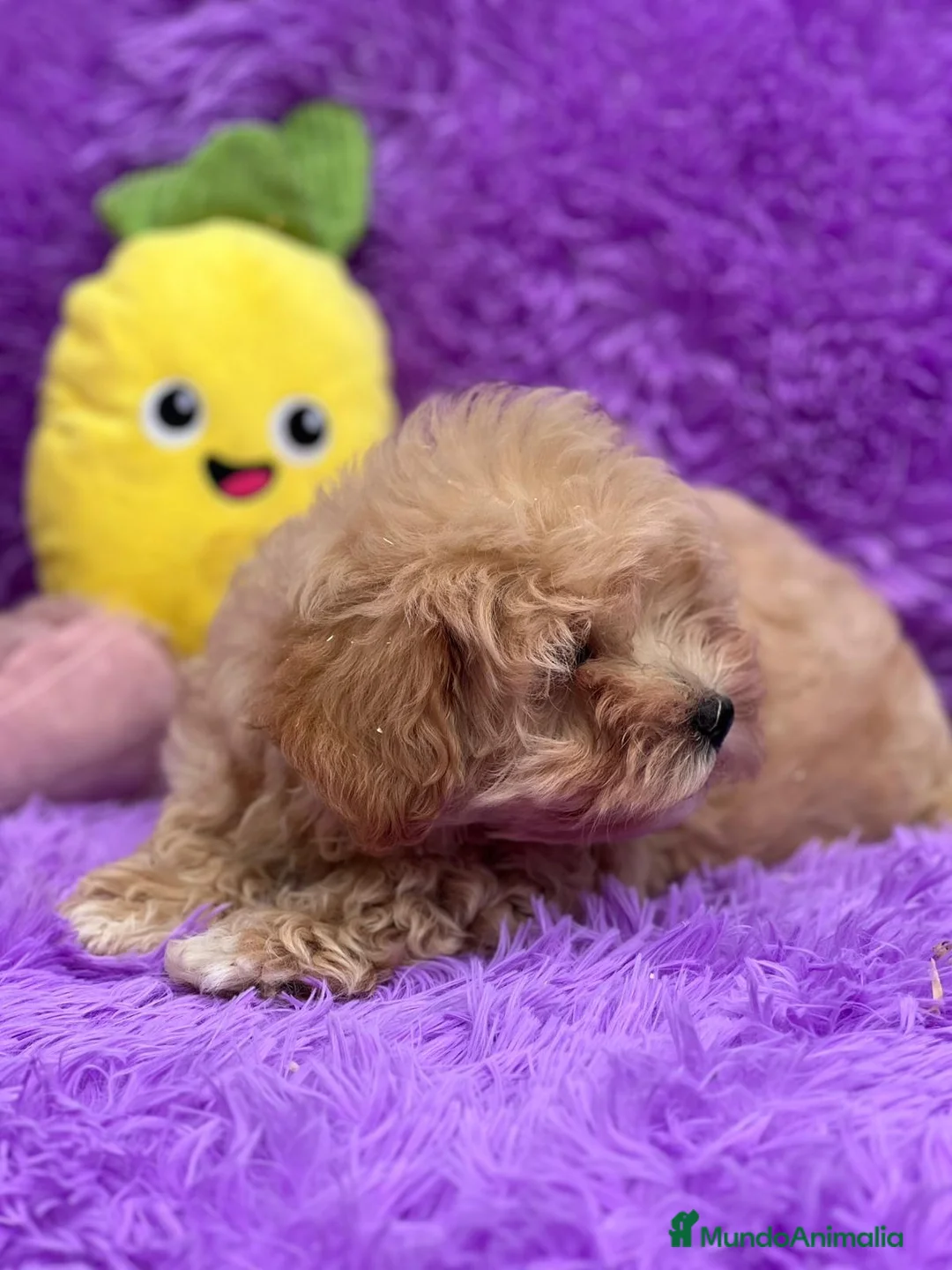 Maltipoo perros en venta: MALTIPOO TOY DISPONIBLES - Anuncio 2