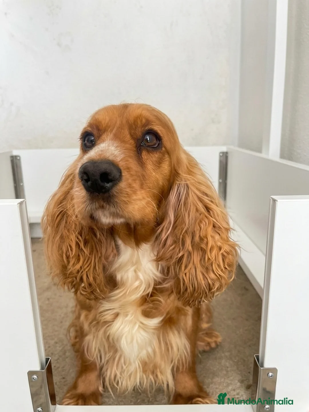 Cocker Spaniel Inglés perros en venta: Precioso cachorro de Cocker Spaniel Inglés dorado  - Anuncio 1