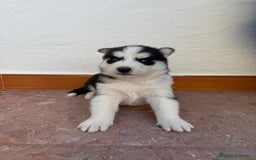 Husky Siberiano perros en venta: Cachorros husky siberianos  - Imagen 3