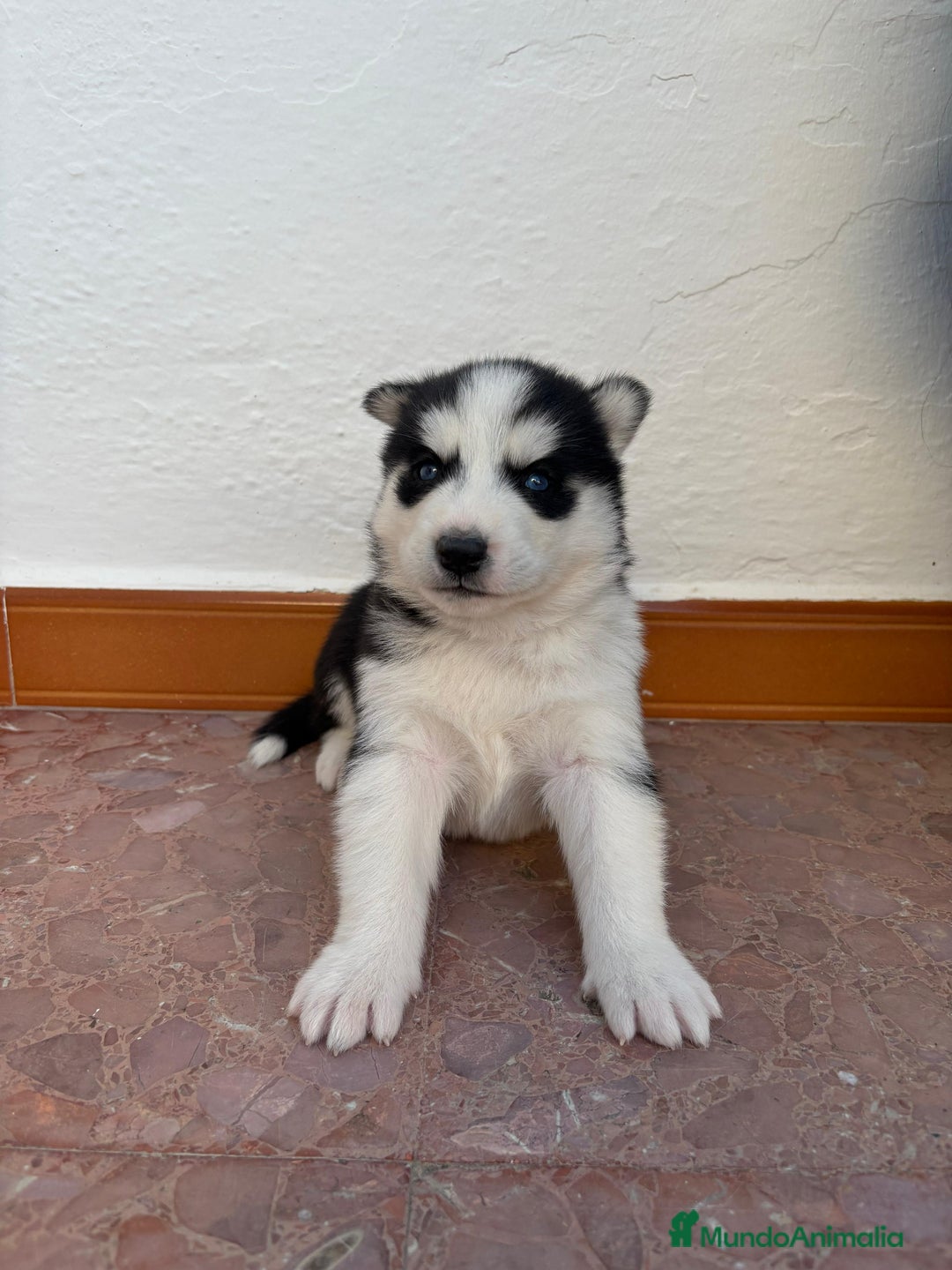 Husky Siberiano perros en venta: Cachorros husky siberianos  - Imagen 3