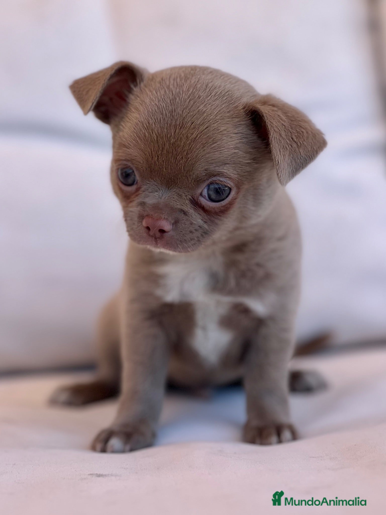Chihuahua perros PRECIOSO MACHITO LILAC PELO CORTO - Anuncio 20