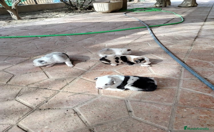 Border Collie perros - Anuncio 1