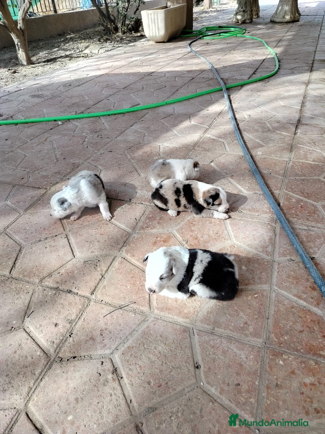 Border Collie perros en venta: Border Collie merle - Imagen 1