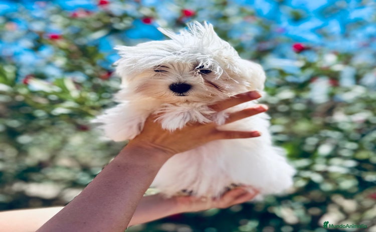 Bichón Maltés perros - Anuncio 1