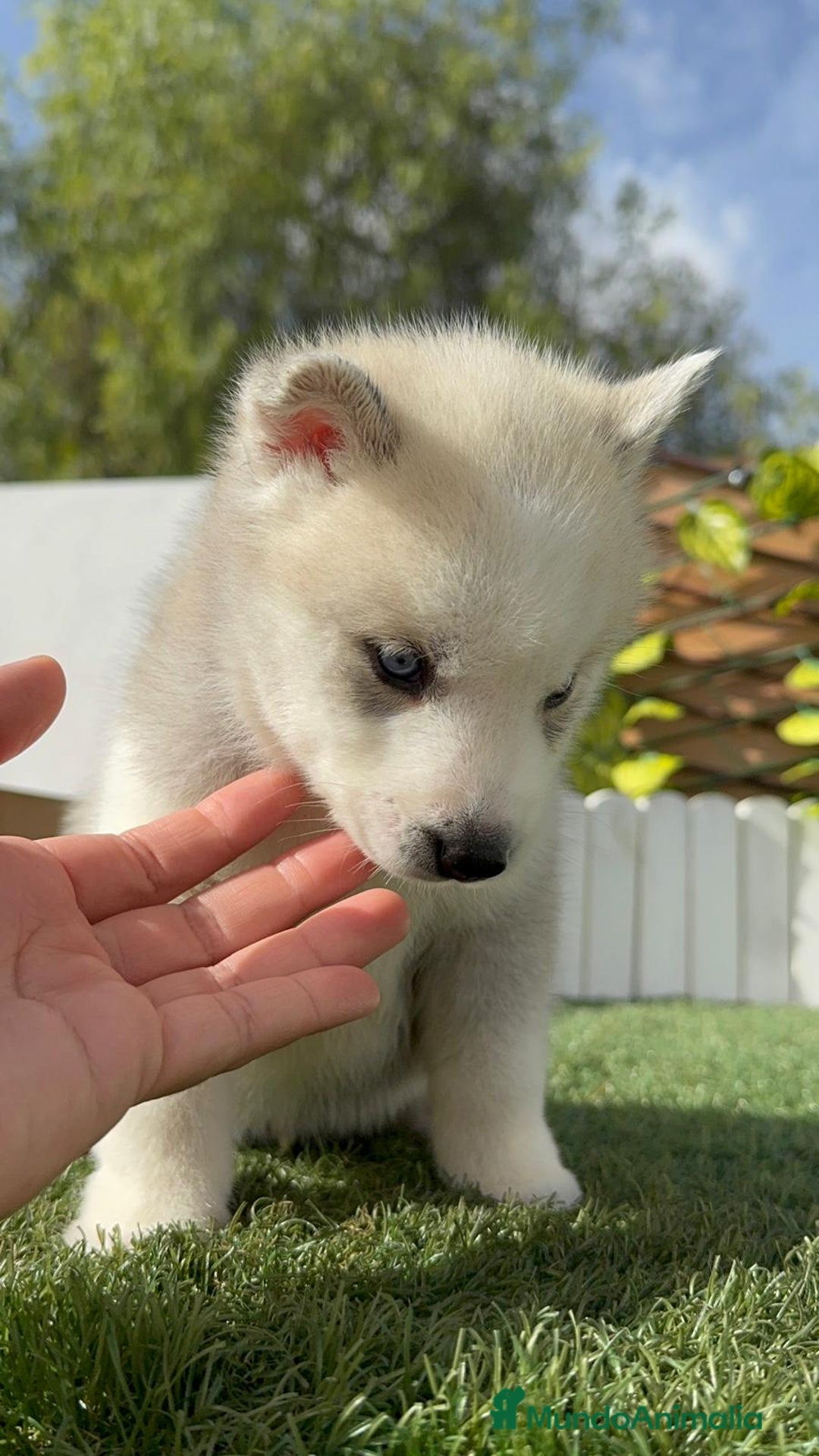 Husky Siberiano perros en venta: HUSKY - Imagen 35