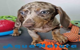 Teckel Miniatura perros en venta: Teckel Hembra DCD 5758 AQUANATURA - Imagen 6