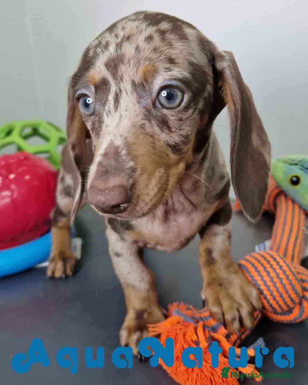 Teckel Miniatura perros en venta: Teckel Hembra DCD 5758 AQUANATURA - Imagen 6
