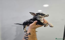 Chihuahua perros en venta: Increíbles chihuahuas toy merles - Imagen 18