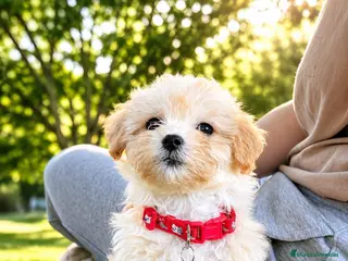 Maltipoo perros MALTIPOO PARTICOLOR - Anuncio 3