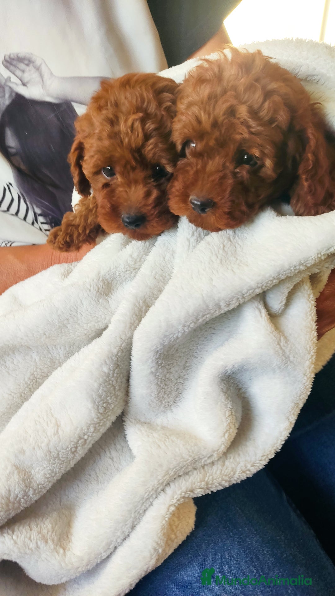 Caniche Enano perros en venta: Caniches Rojos enanos - Imagen 4