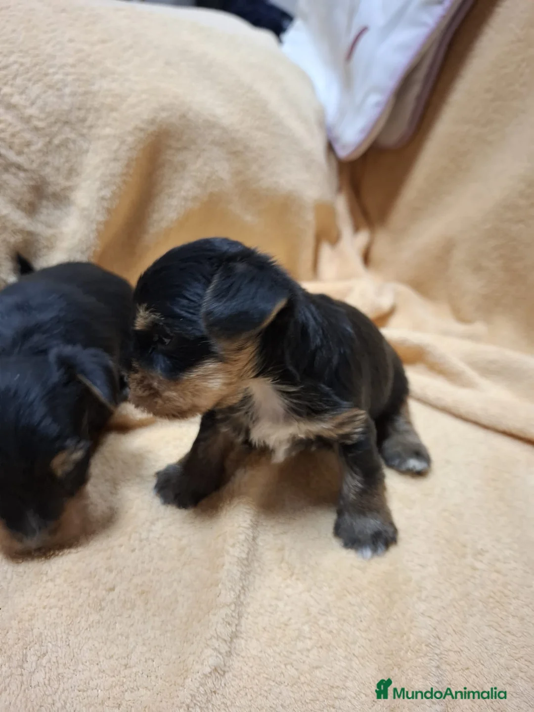 Yorkshire Terrier perros en venta: Disponibles Yorkshire Toy para entregar - Anuncio 1