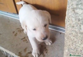 Labrador Retriever perros Labrador retriever - Anuncio 3