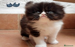 Persa gatos en venta: cachorritos persas  en Barcelona - Imagen 4