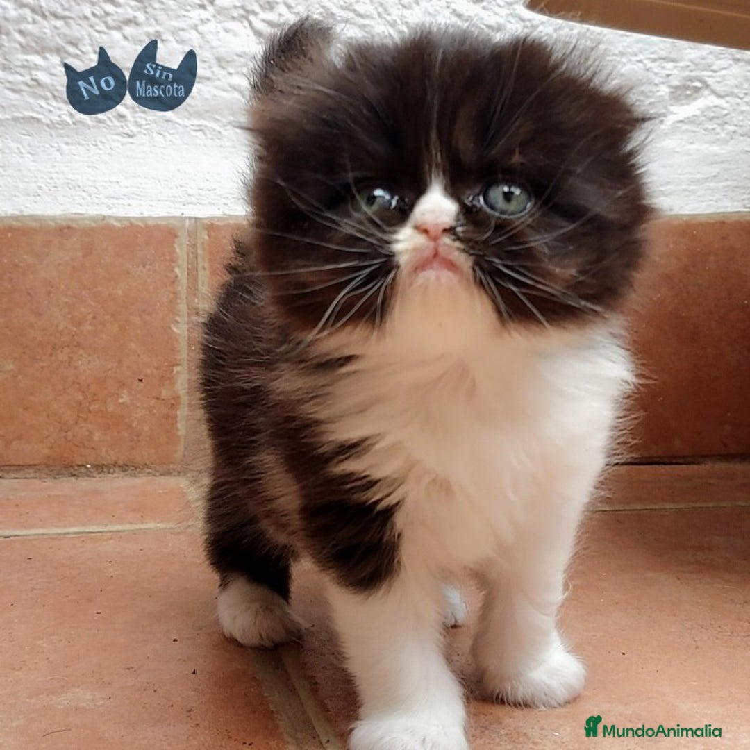 Persa gatos en venta: cachorritos persas  en Barcelona - Imagen 4