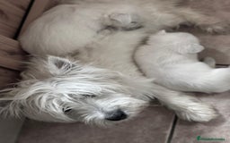 West Highland White Terrier perros en venta: Westys Macho disponible  - Imagen 12