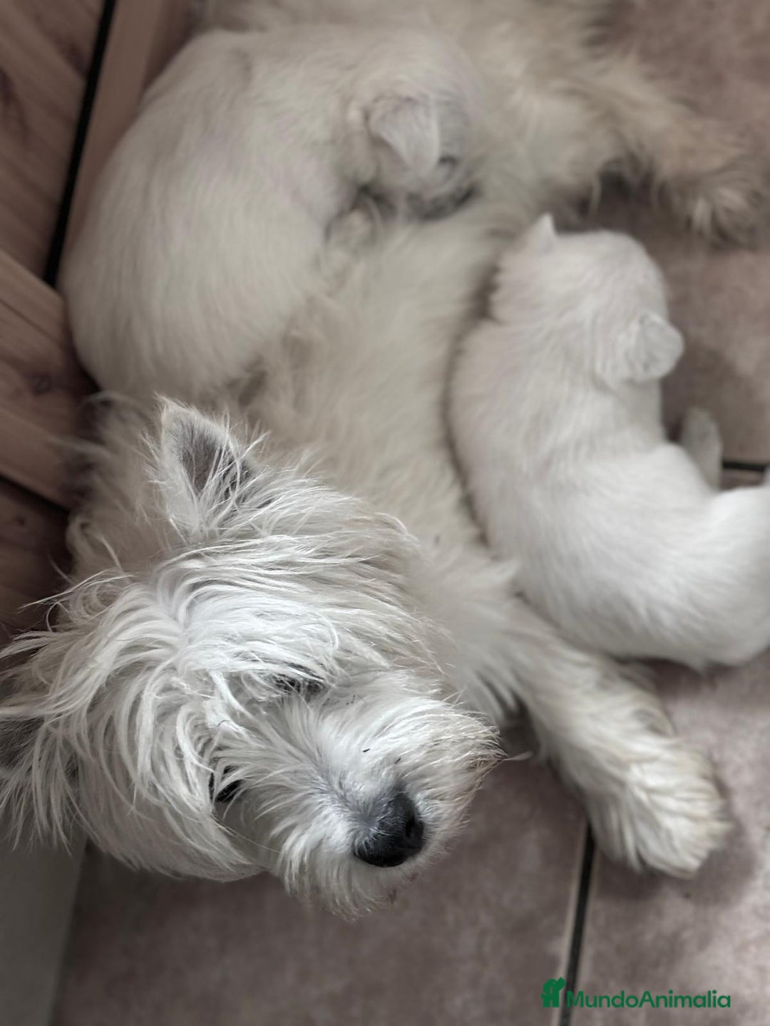 West Highland White Terrier perros en venta: Westys Macho disponible  - Imagen 12