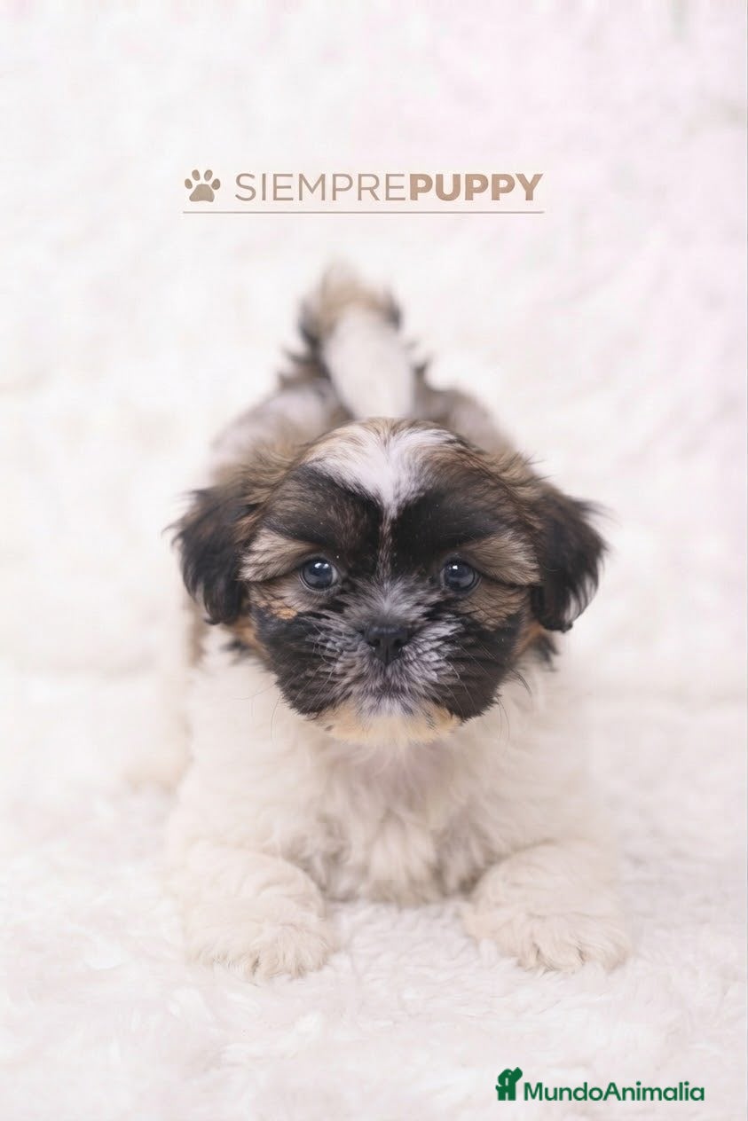 Shih Tzu perros SHIH TZU CACHORRITOS - Anuncio 5