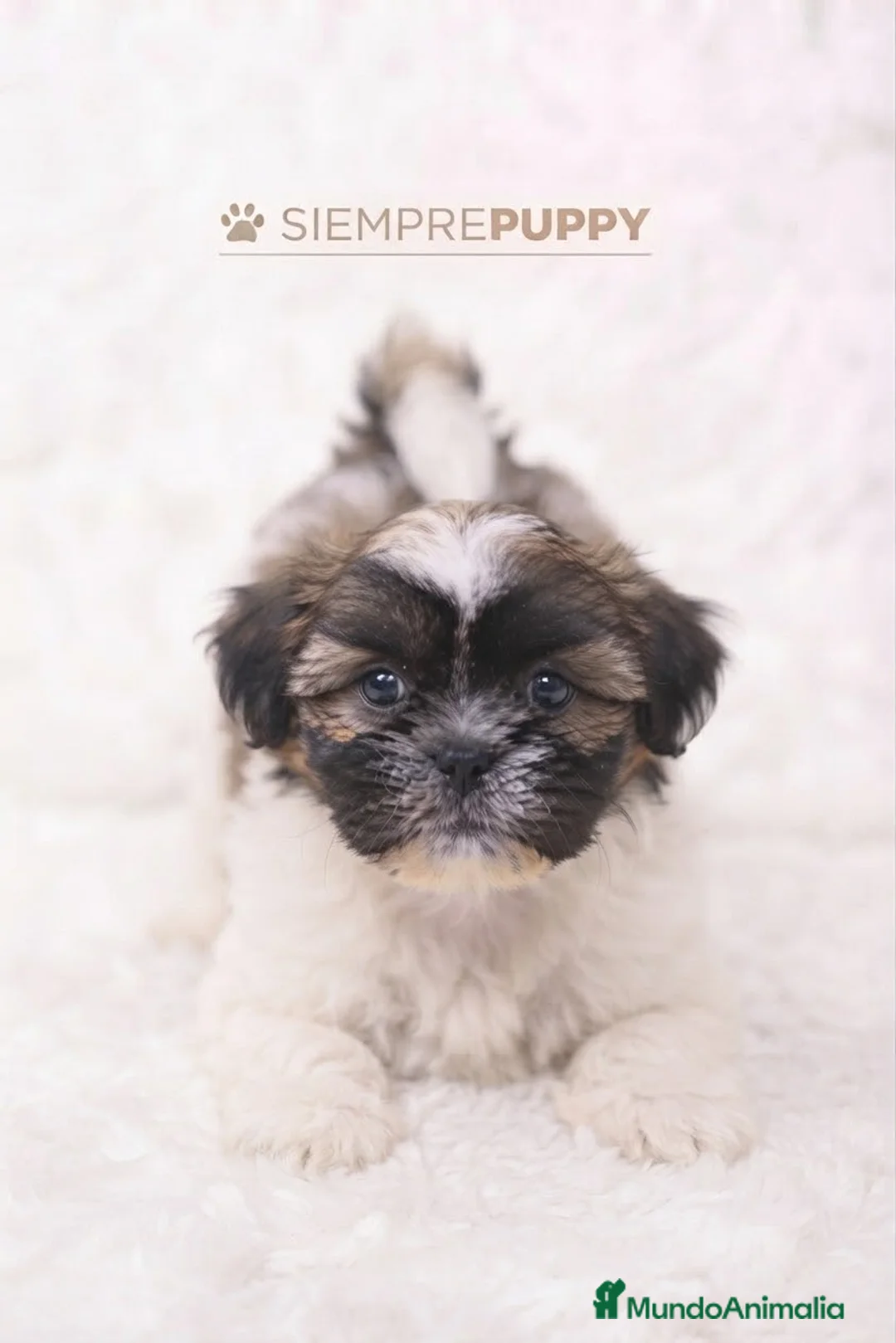 Shih Tzu perros en venta: SHIH TZU CACHORRITOS - Anuncio 1