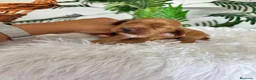 Cocker Spaniel Inglés perros en venta: COCKER SPANIEL INGLES - Anuncio 5