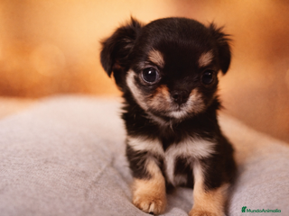 Chihuahua perros Camada de Paris Chihuahua - Anuncio 7