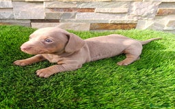 Teckel Miniatura perros en venta: Teckel kaninchen  - Imagen 4