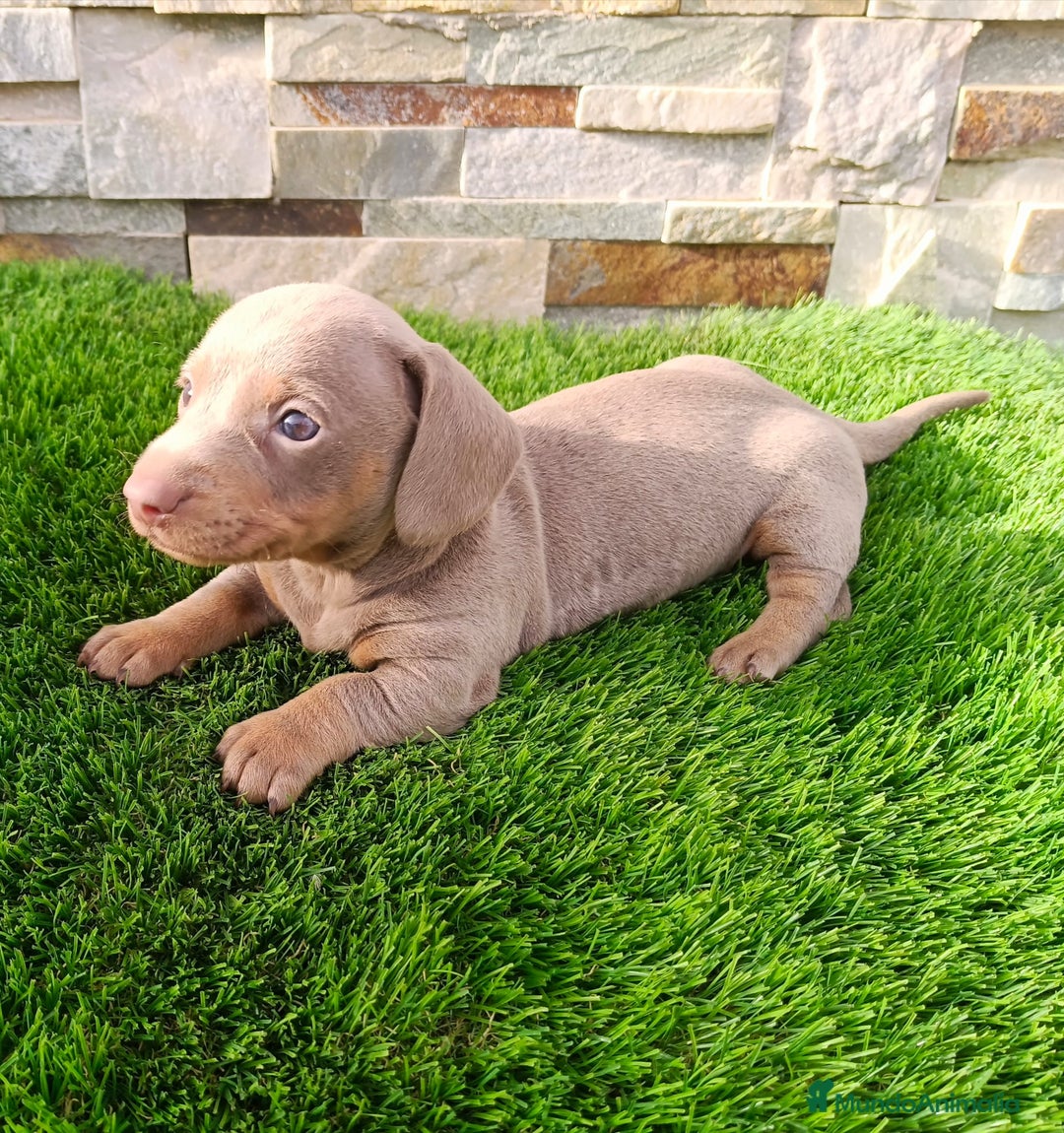 Teckel Miniatura perros en venta: Teckel kaninchen  - Imagen 4