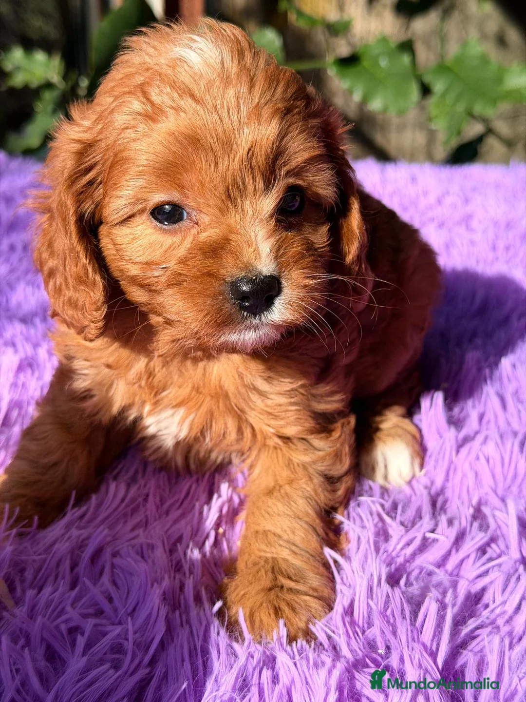 Cavapoo perros en venta: CAVAPOO ROJO - Anuncio 1