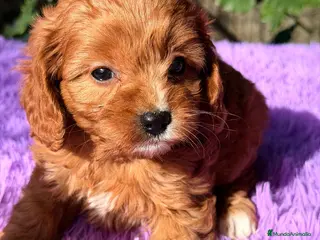 Cavapoo perros CAVAPOO ROJO - Anuncio 3