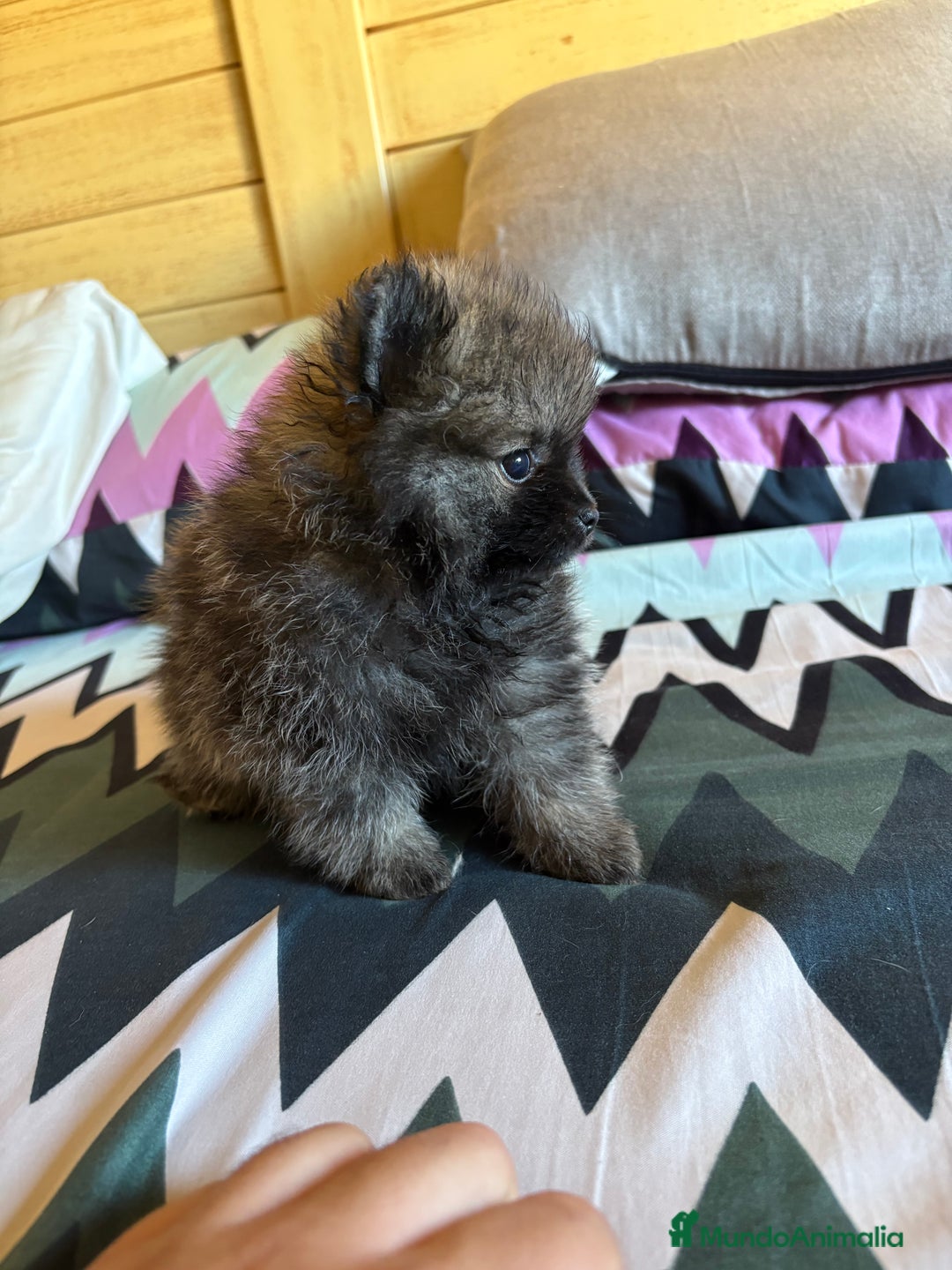 Pomerania perros en venta: Lulus de Pomerania hembras  - Imagen 2