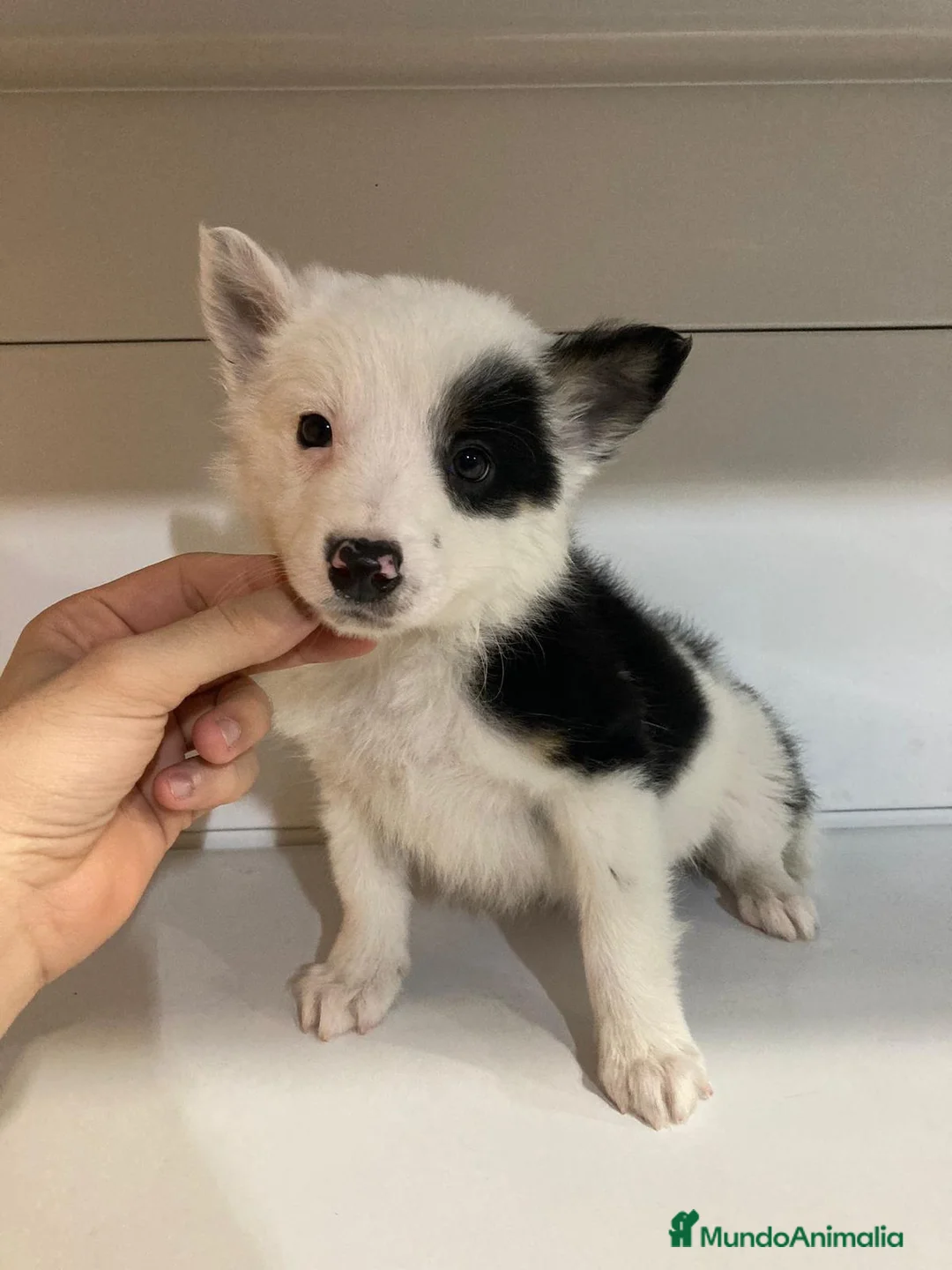 Border Collie perros en venta: Border collie - Anuncio 3