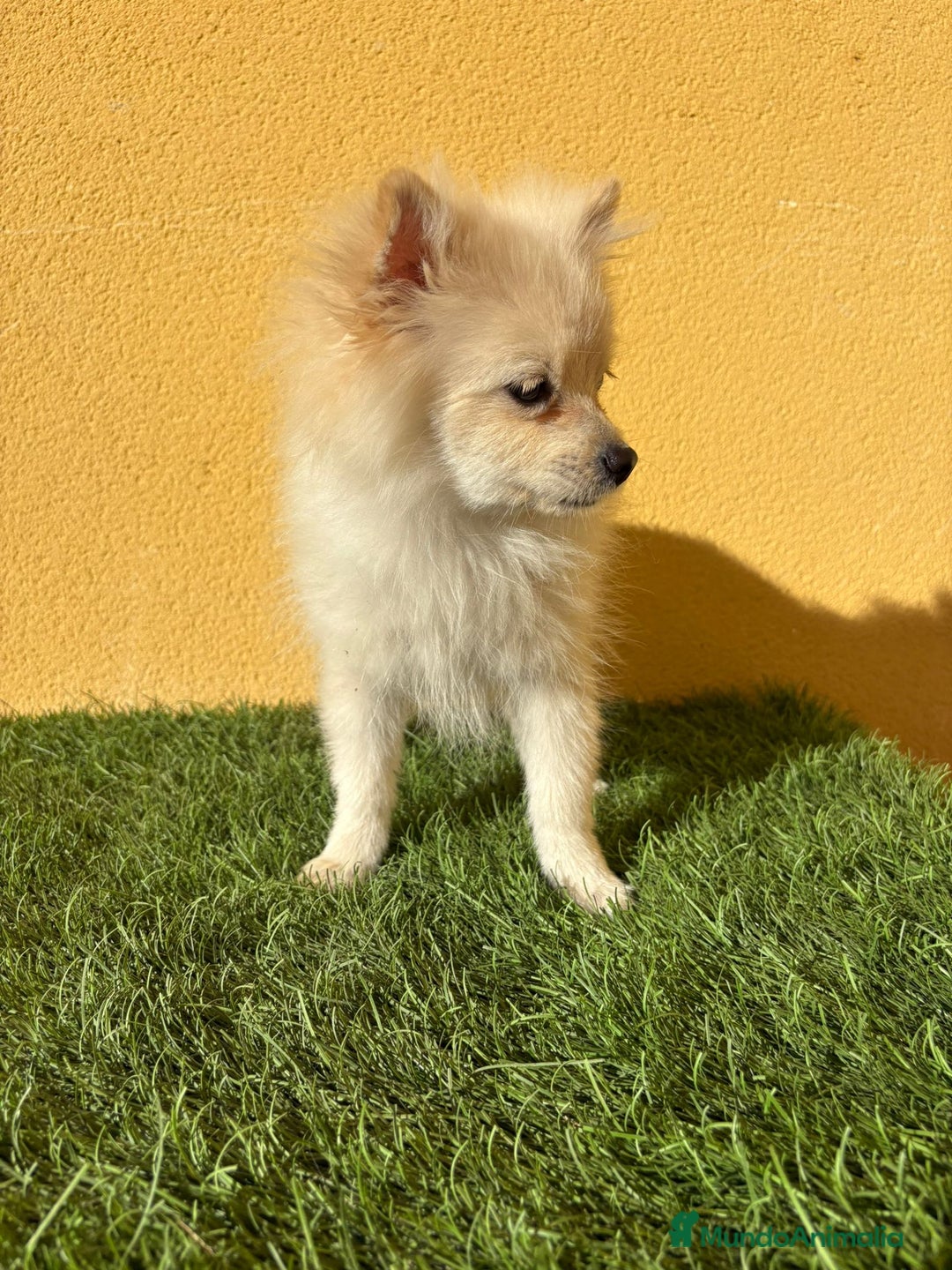 Pomerania perros en venta: pomerania toy macho blanco  - Imagen 10