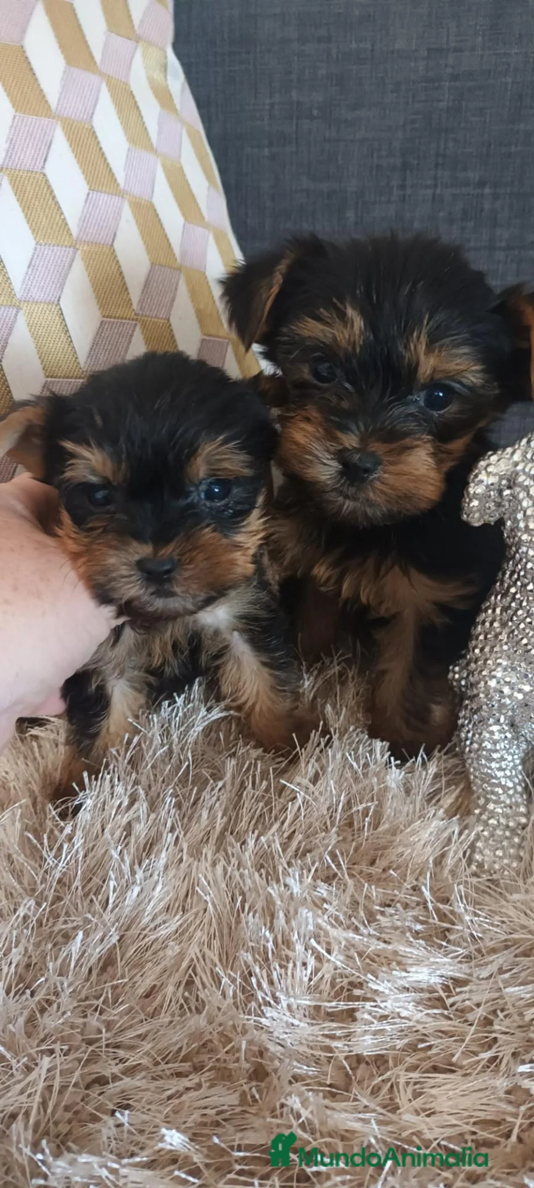 Yorkshire Terrier perros en venta: Yorkshire Terrier  - Anuncio 2