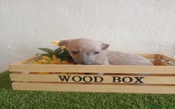 Pequeño Lebrel Italiano perros en venta: Piccolo italiano  - Imagen 8
