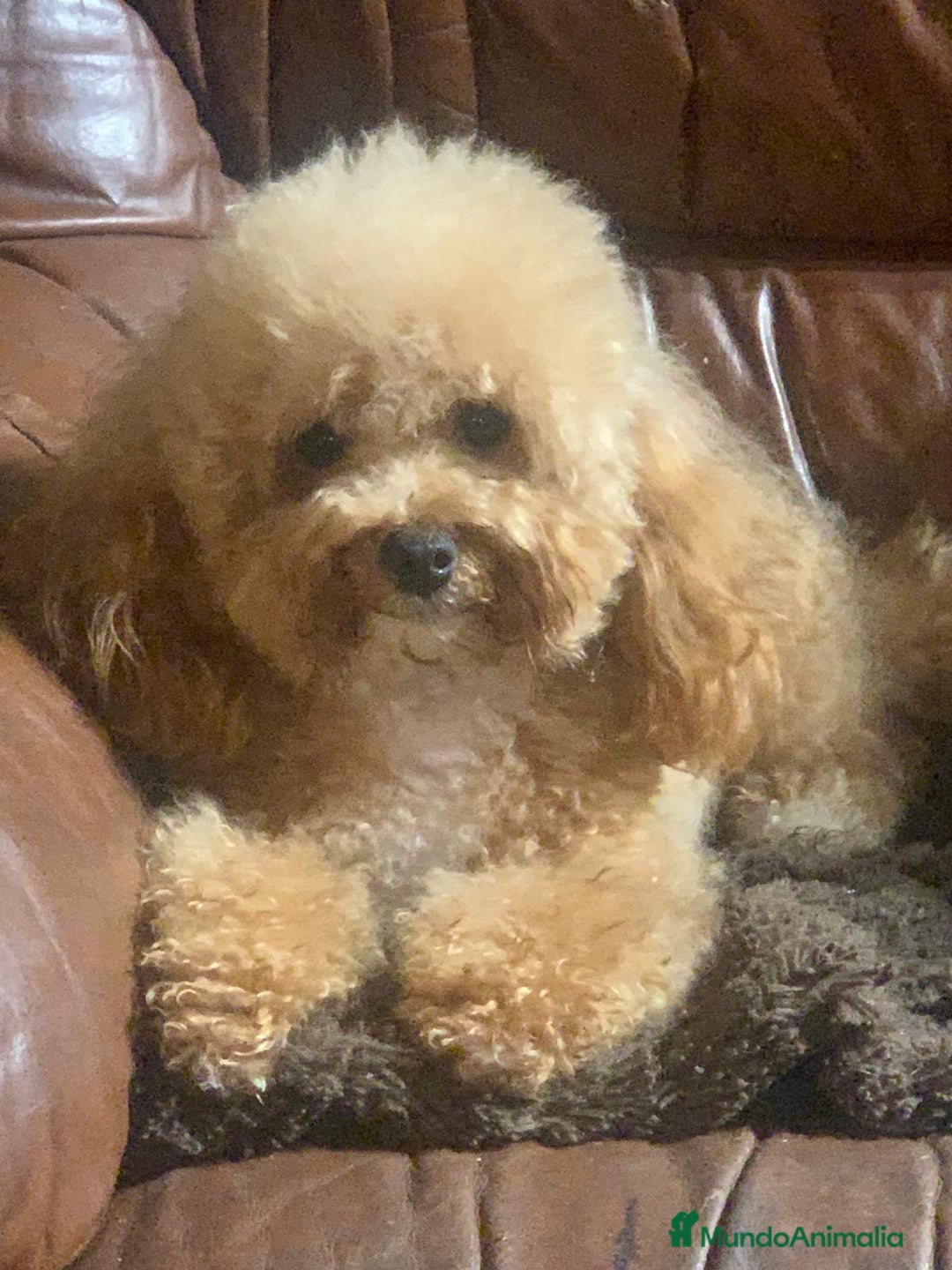 Caniche Toy perros en venta: Caniches toys en venta - Imagen 1