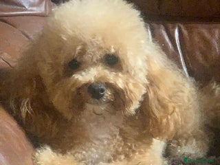 Caniche Toy perros - Anuncio 1