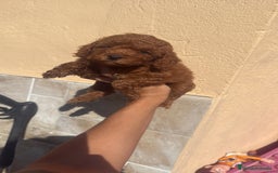 Caniche Toy perros en venta: CANICHE TOY  - Imagen 2