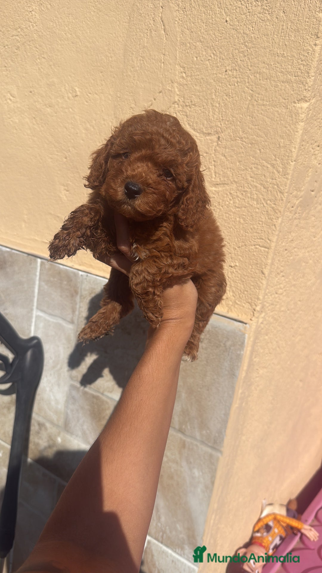 Caniche Toy perros en venta: CANICHE TOY  - Imagen 2