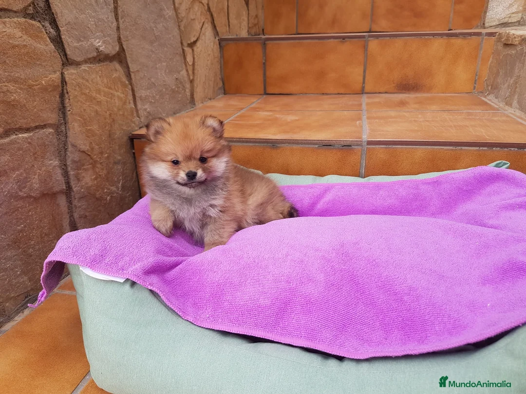 Pomerania perros en venta: Lulú de pomerania  en Barcelona - Anuncio 5