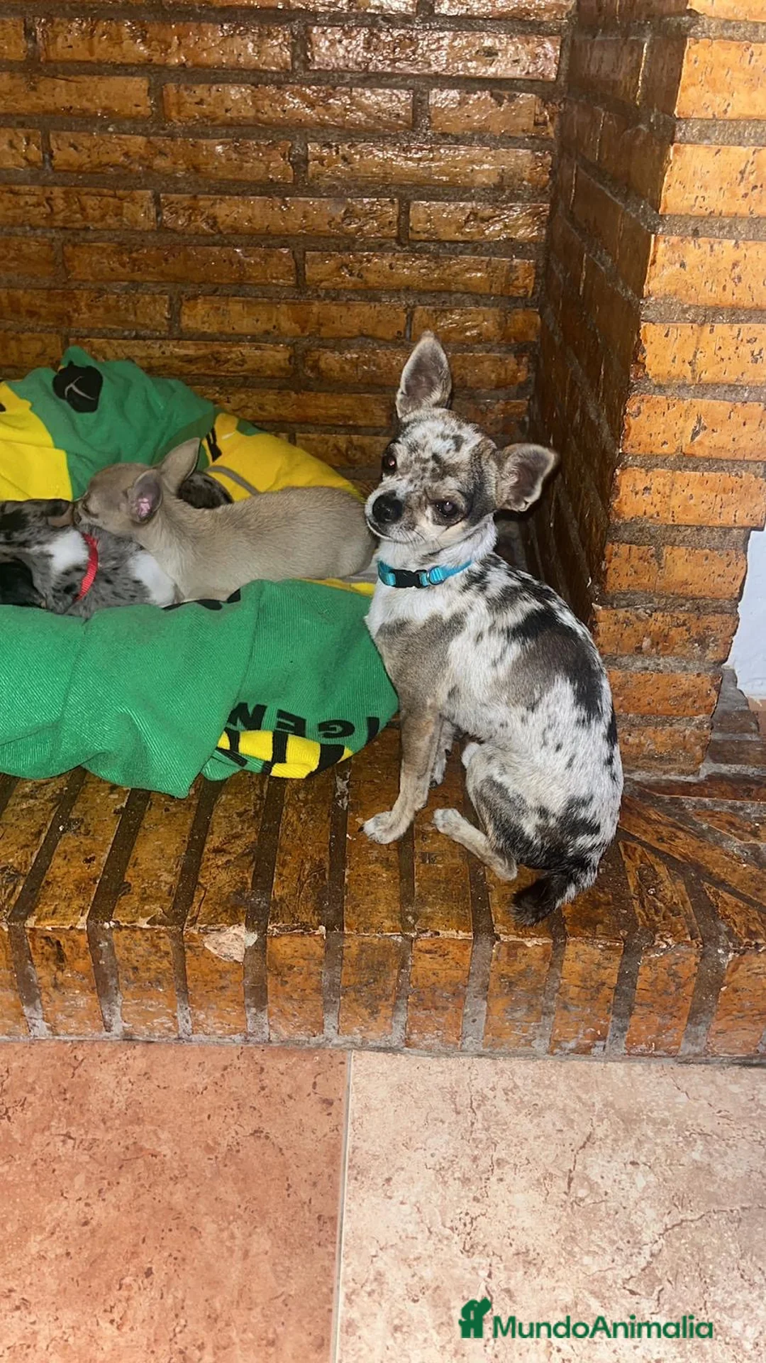 Chihuahua perros en venta: Chihuahua Hembra Merle Arlequín Toy - Anuncio 2
