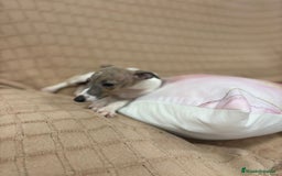 Pequeño Lebrel Italiano perros en venta: Lebrel italiano  - Imagen 7