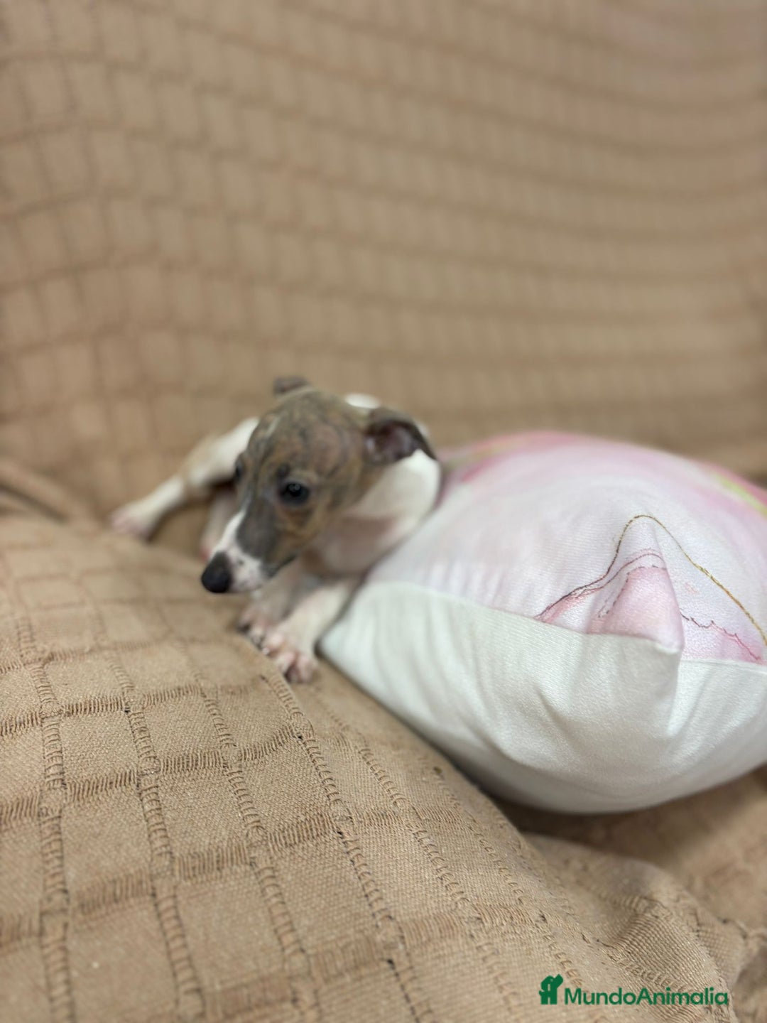 Pequeño Lebrel Italiano perros en venta: Lebrel italiano  - Imagen 7