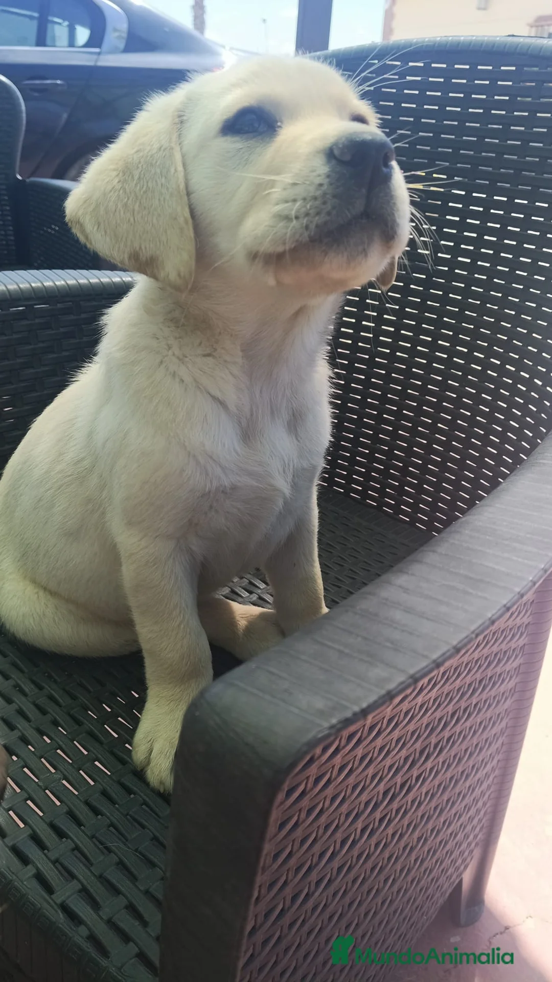 Labrador Retriever perros en venta: Labradora retriever dorada🐶🐾 - Anuncio 8