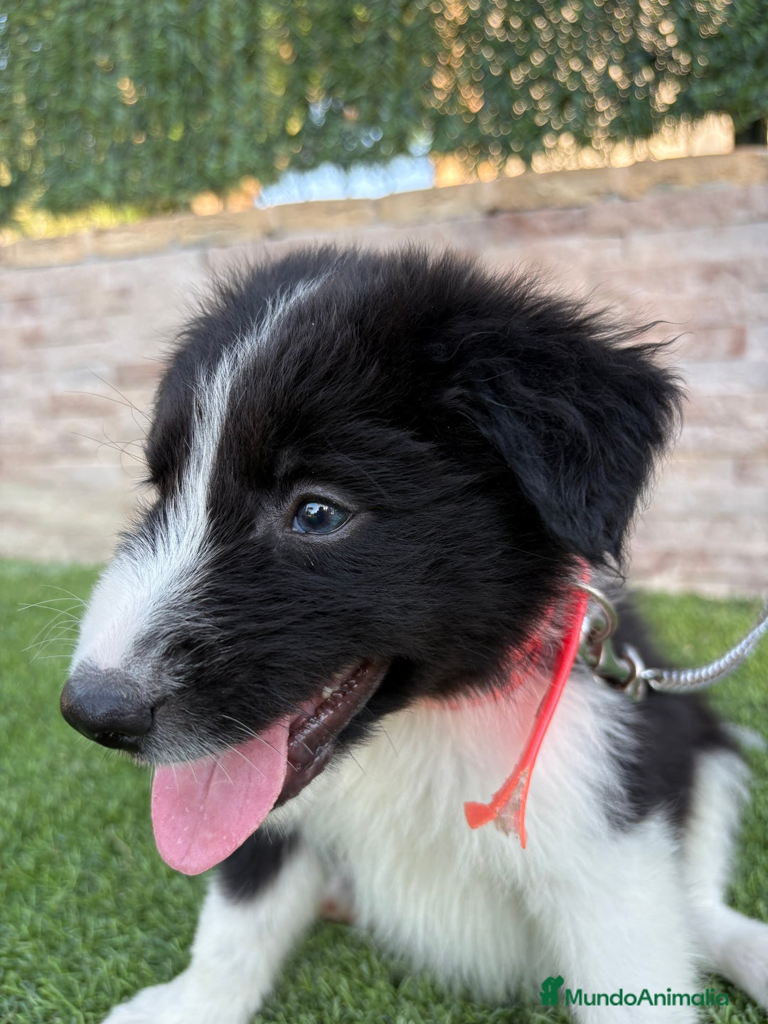 Border Collie perros en venta: Disponible cachorro Border collie  - Imagen 6