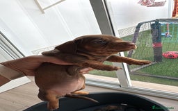 Teckel perros en venta: Teckel kaninchen  - Imagen 3