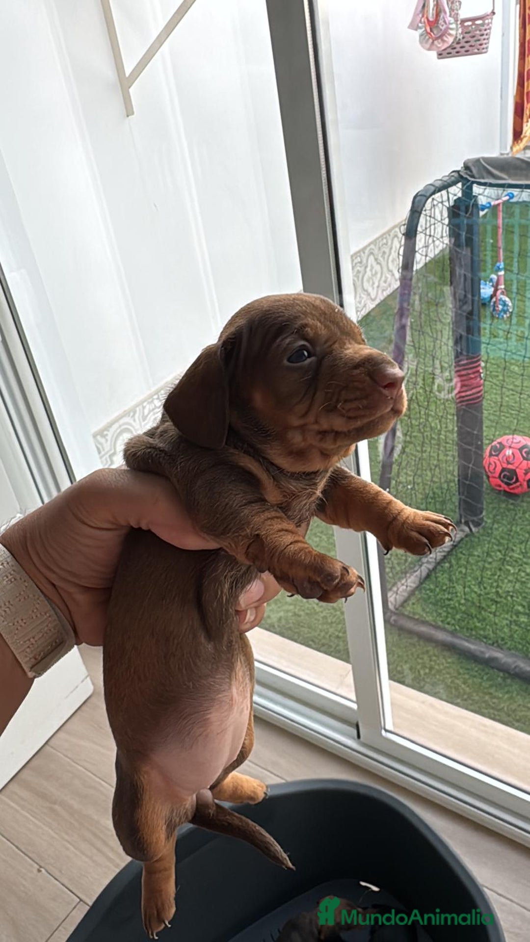 Teckel perros en venta: Teckel kaninchen  - Imagen 3