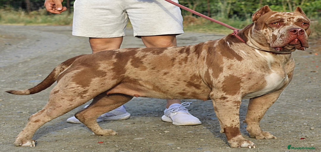 Imagen de galería {{count}}