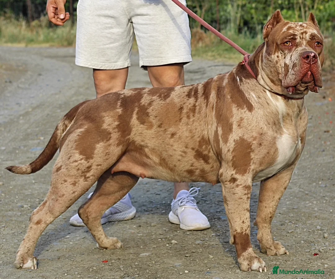 Imagen de galería {{count}}