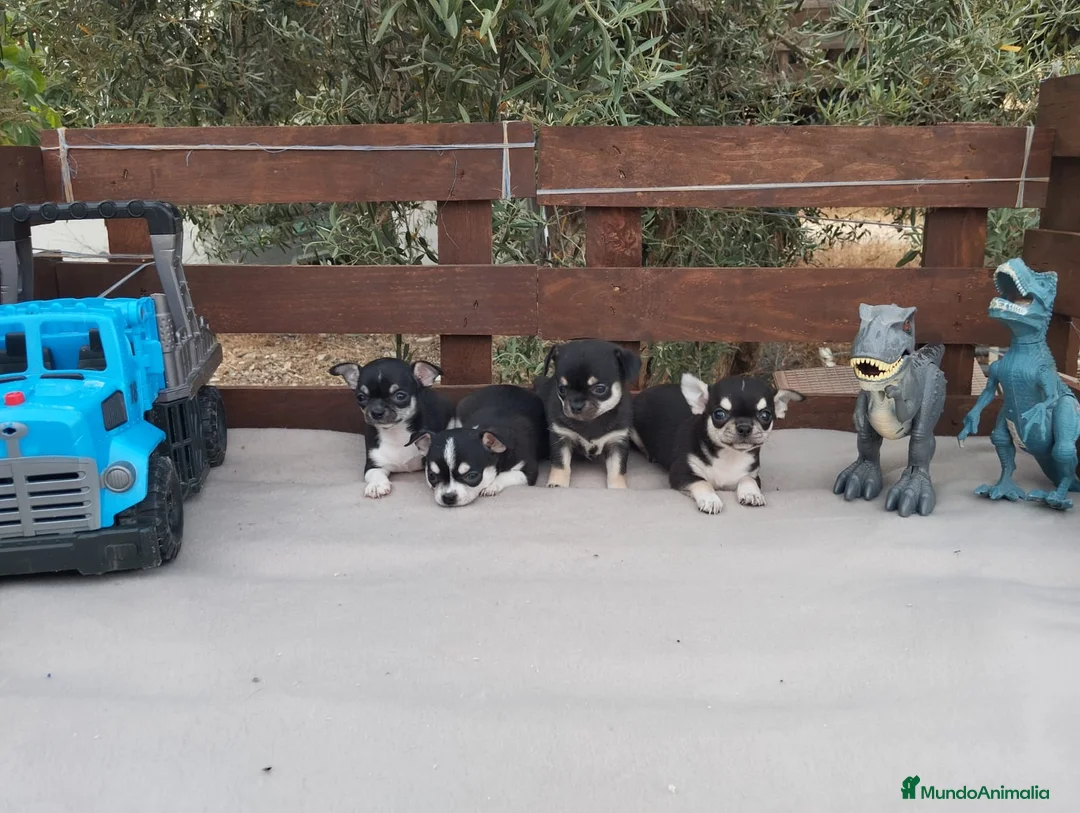 Chihuahua perros en venta: Gran Camada diminuta de CHIHUAHUAS TOYS CABEZA 🍏 - Anuncio 12