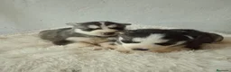 Husky Siberiano perros en venta: CACHORROS HUSKY SIBERIANO  - Anuncio 4